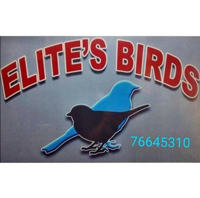Elites birds